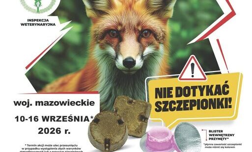 Zdjęcie do Szczepienie lis&oacute;w wolno żyjących przeciwko wściekliźnie
